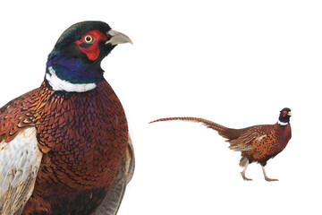  pheasant isolated on white background