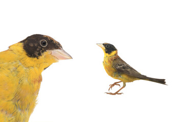 Black-headed Bunting