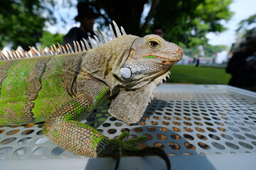Green Iguana - Close up detail of green iguana. Pet iguana. 