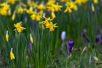 Yellow narcissus flowers on a background of green grass. Early flower buds are blooming. Spring. Blurred background.