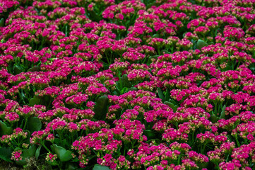 Kalanchoe flower. Green and pink colors. Gardening and growing plants. Flower exhibition in Amsterdam. Background