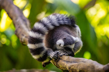 Lemurs in a natural environment, close-up, portrait of the animal on Guadeloupe au Parc des...
