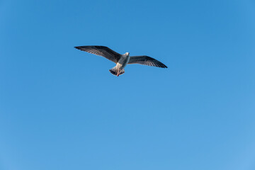 Seagull on blue background. European herring gull, Larus argentatus. Seagull flying in front of blue clouds.