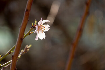 Prunus dulcis. Almond flowers. Flowering almond tree in the garden. Blooming pink flowers on the branches