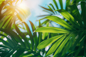 Tropical Palm Leaves Basking in Sunlight Against Blue Sky