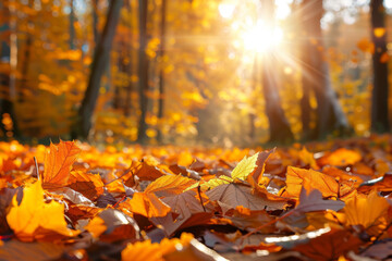 Naklejka na ściany i meble Golden Autumn Leaves in Morning Sunlight