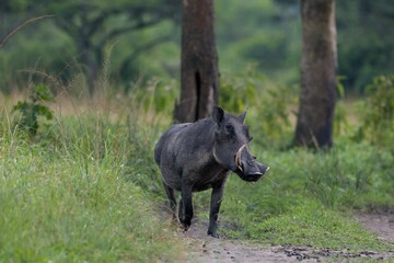 common warthog