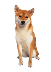 isolate portrait happy smiling red shiba inu on white background, For use in illustrations, Background image or copy space.