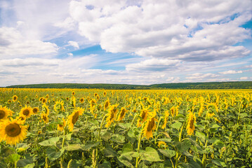 Fototapeta na wymiar Beautiful agricultural field with sunflowers in bloom; horizon line