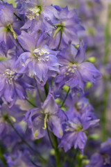 Delphinium flower. Green, blue and purple colors. Gardening and growing plants. Flower exhibition in Amsterdam. Background. Close-up.