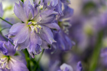 Delphinium flower. Green, blue and purple colors. Gardening and growing plants. Flower exhibition in Amsterdam. Background. Close-up.