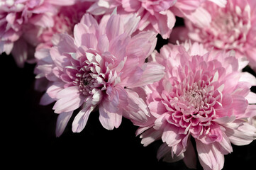 Chrysanthemum flower on a black background. Pink, purple colors. Gardening and growing plants. Flower exhibition in Amsterdam. Background. Close-up.