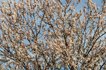 Ramas de almendro en flor