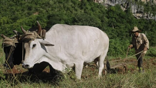 Old farmer with yoke of oxen plowing a rice field in Latin American rural countryside in Cuba