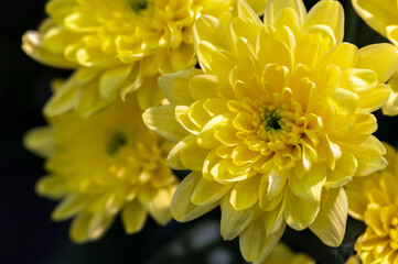 Chrysanthemum flower on a black background. Yellow colors. Gardening and growing plants. Flower exhibition in Amsterdam. Background. Close-up.