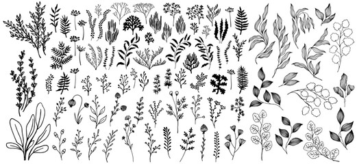 Meadow flowers, tree branches, algae water plants, corals isolated on white. Seaweeds polyps set. Banana leaves. Branches berries twigs flowers. Seaweeds coral reef underwater plans vector collection. - obrazy, fototapety, plakaty