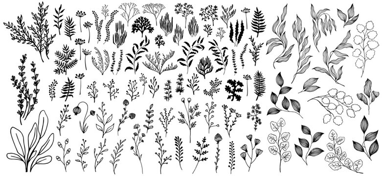 Naklejki Meadow flowers, tree branches, algae water plants, corals isolated on white. Seaweeds polyps set. Banana leaves. Branches berries twigs flowers. Seaweeds coral reef underwater plans vector collection.