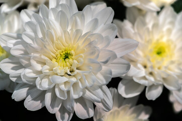 Chrysanthemum flower on a black background. White and yellow colors. Gardening and growing plants. Flower exhibition in Amsterdam. Background. Close-up.