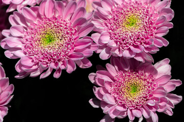 Chrysanthemum flower on a black background. Pink, purple colors. Gardening and growing plants. Flower exhibition in Amsterdam. Background. Close-up.