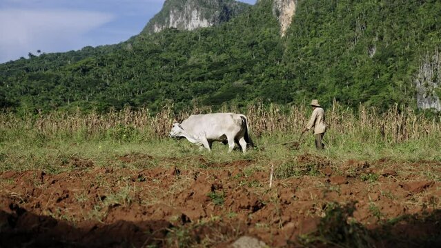 Traditional organic farming with animal draught - Plowing and cultivating land with oxes