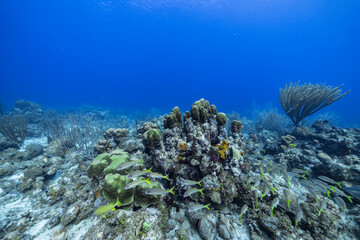 Marine life with fish, coral and sponge in the Caribbean Sea