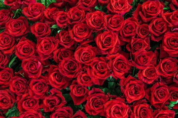 Background of red roses. Rich colors. Gardening and growing plants. Flower exhibition in Amsterdam. Background. Close-up.