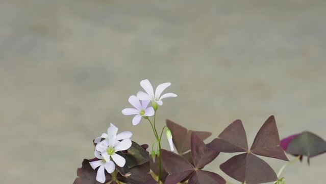 white oxalis flower with purple leaves on a gray background.