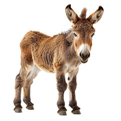 Fototapeta premium kangaroo isolated on transparent background