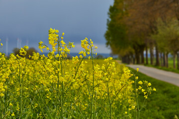 Rapsfeld in der Soester Börde, Kreis Soest, 2023