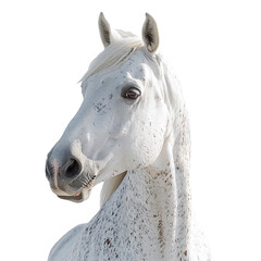 Isolated of white horse head on transparent background
