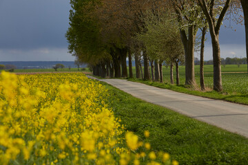 Rapsfeld in der Soester Börde, Kreis Soest, 2023