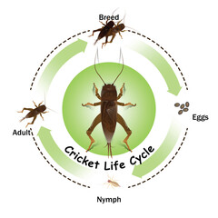 Cricket life cycle of education and science, study