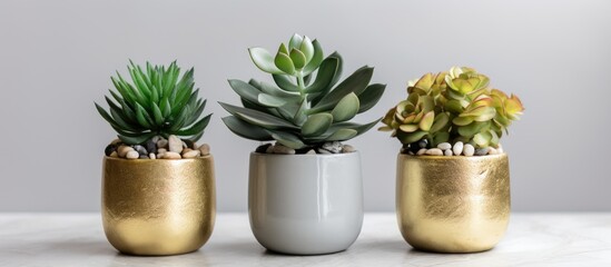 Three different potted plants are placed on top of a table, each displaying unique characteristics and colors. The plants seem healthy and well taken care of, - obrazy, fototapety, plakaty