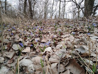 Scilla bloom in March in the park.