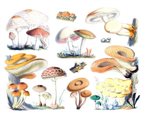 Mushroom Collection. Colorful Botanical Fungi Art