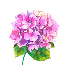 Pink hydrangea flowers, watercolor botanical painting. Hand drawn illustration. Flora design - 754410740