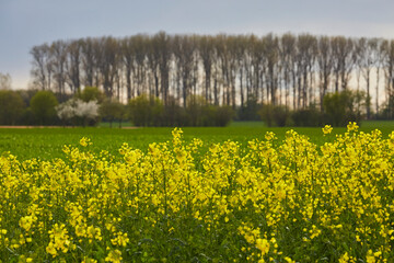 Rapsfeld in der Soester Börde, Kreis Soest, 2023