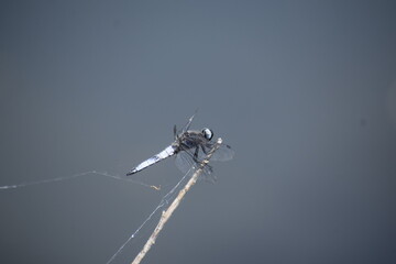 big blue dragonfly
