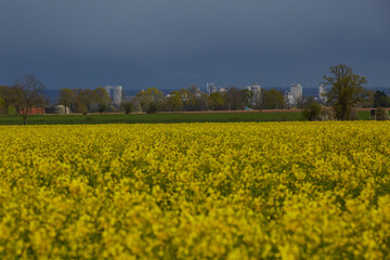 Rapsfeld in der Soester Börde, Kreis Soest, 2023