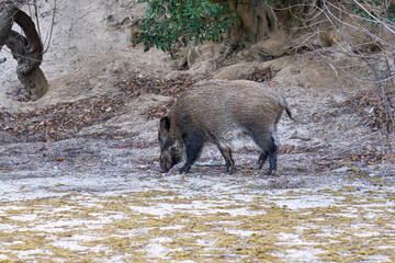wild boar in forest