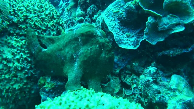 giant gren frogfish closeup view