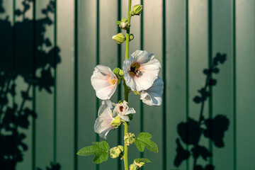 Blooming mallow in the garden in summer