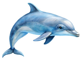 Dolphin on transparent