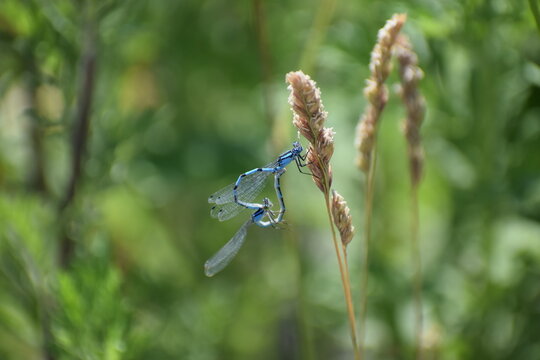 tiny blue dragonfly in mating dance heart shape