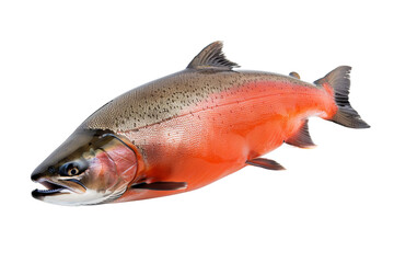 trout on white background