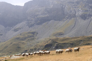 Flock of sheep in the cirque de Troumouse. Ancient glacier in the Pyrenees national park, France