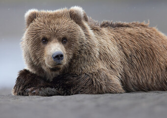 Close-up of a grizzly bear cub laying on the beach © Donna Feledichuk