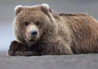 Close-up of a grizzly bear cub laying on the beach