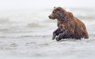 A grizzly bear fishing for salmon