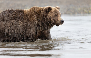 A grizzly bear in a river